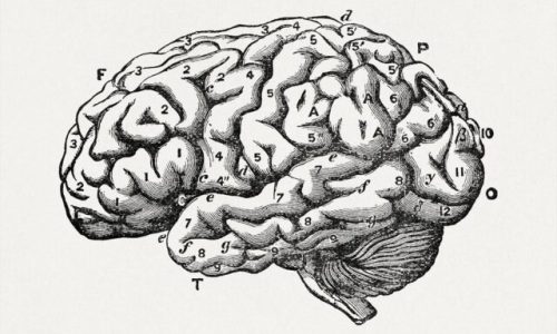 The brain as an organ of mind (1896) vintage icon by Bastian, H. Charlton. Original public domain image from Wikipedia. Digitally enhanced by rawpixel.

More:

 Original public domain image from <a href="https://commons.wikimedia.org/wiki/File:The_brain_as_an_organ_of_mind_%281896%29_%2814780823401%29.jpg" target="_blank" rel="noopener noreferrer nofollow">Wikimedia Commons</a>